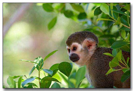 squirrel-monkey