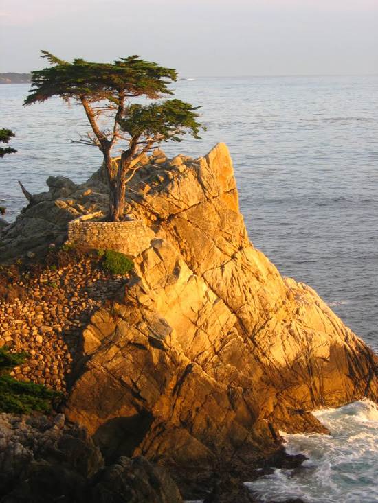 most-unique-trees-in-the-world-loen-cypress-monterey-2
