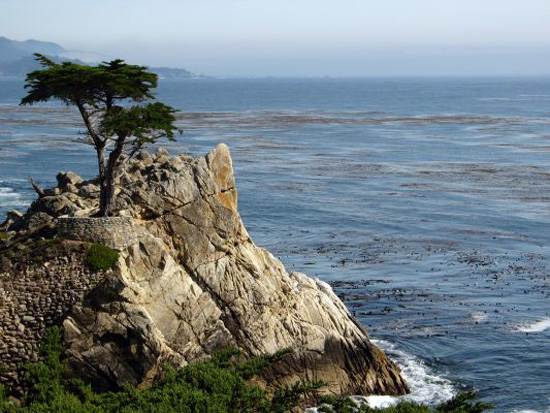 most-unique-trees-in-the-world-loen-cypress-monterey-3