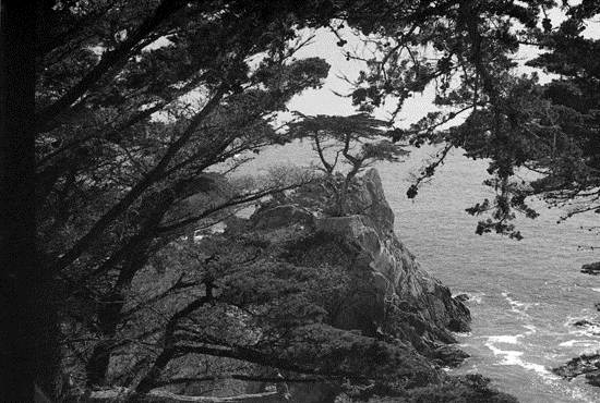most-unique-trees-in-the-world-loen-cypress-monterey-4