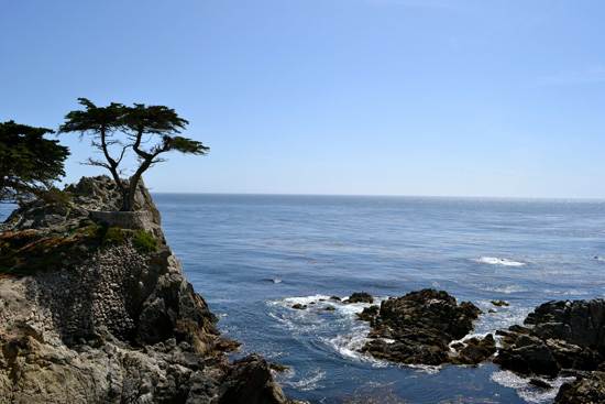 most-unique-trees-in-the-world-loen-cypress-monterey-6