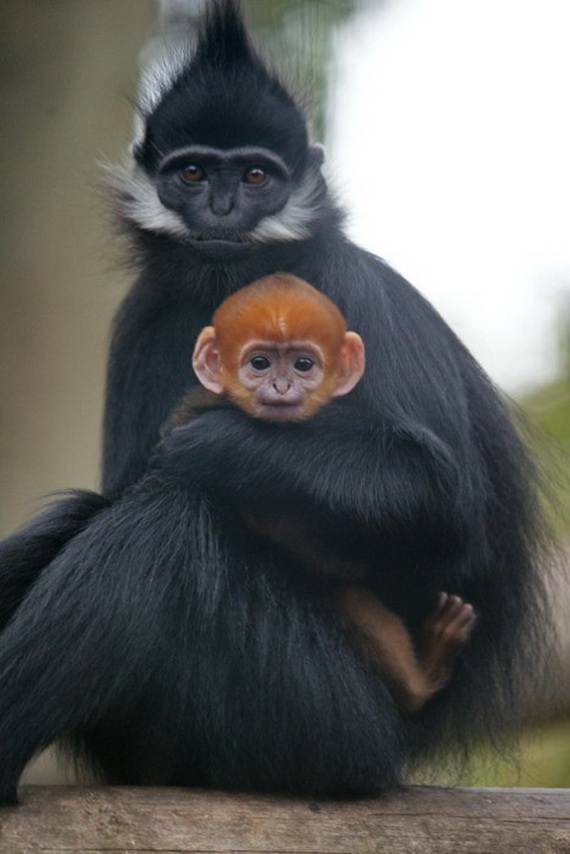 Mother-Day-The-Beauty-Of-Motherhood-In-The-Animal-Kingdom-_011