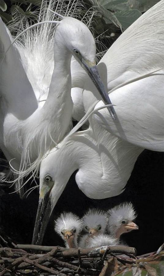 Mother-Day-The-Beauty-Of-Motherhood-In-The-Animal-Kingdom-_021
