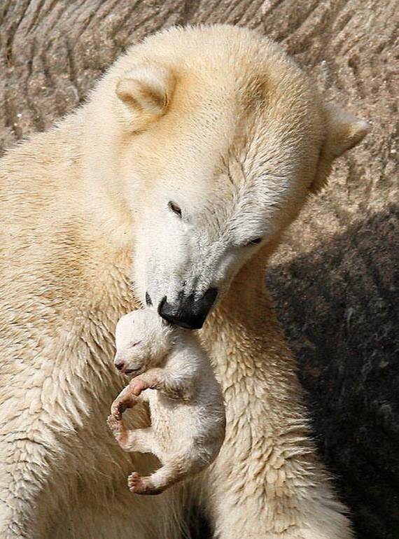 Mother-Day-The-Beauty-Of-Motherhood-In-The-Animal-Kingdom-_051