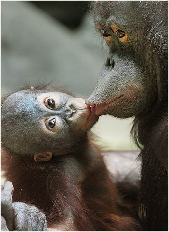 Mother-Day-The-Beauty-Of-Motherhood-In-The-Animal-Kingdom-_071