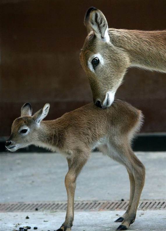 Mother-Day-The-Beauty-Of-Motherhood-In-The-Animal-Kingdom-_111