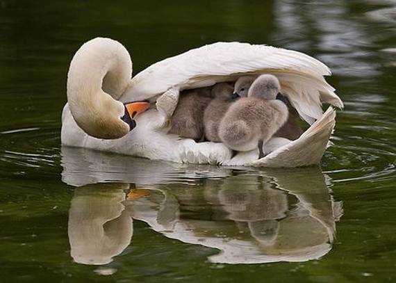 Mother-Day-The-Beauty-Of-Motherhood-In-The-Animal-Kingdom-_191