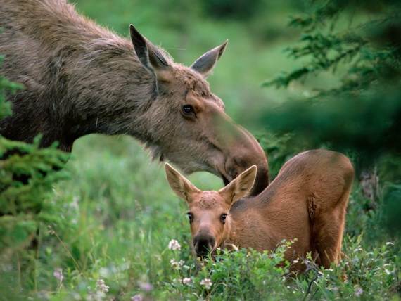 Mother-Day-The-Beauty-Of-Motherhood-In-The-Animal-Kingdom-_341