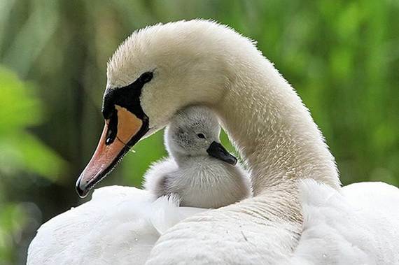 Mother-Day-The-Beauty-Of-Motherhood-In-The-Animal-Kingdom-_371