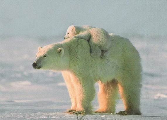 Mother-Day-The-Beauty-Of-Motherhood-In-The-Animal-Kingdom-_471