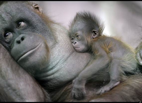 Mother-Day-The-Beauty-Of-Motherhood-In-The-Animal-Kingdom-_581