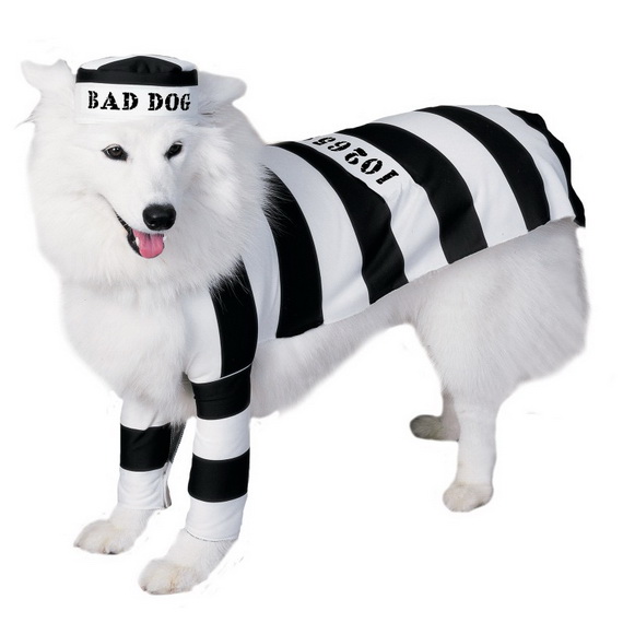 Unique and Beautiful Halloween Costumes Ideas for Pets_35