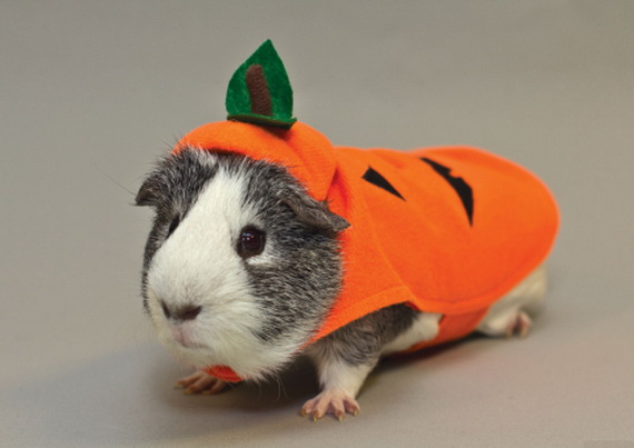 Unique and Beautiful Halloween Costumes Ideas for Pets_38