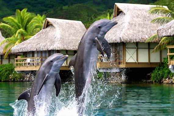 Best-Overwater-Bungalows-In-Tahiti-Le-Meridien-Bora-Bora-_41