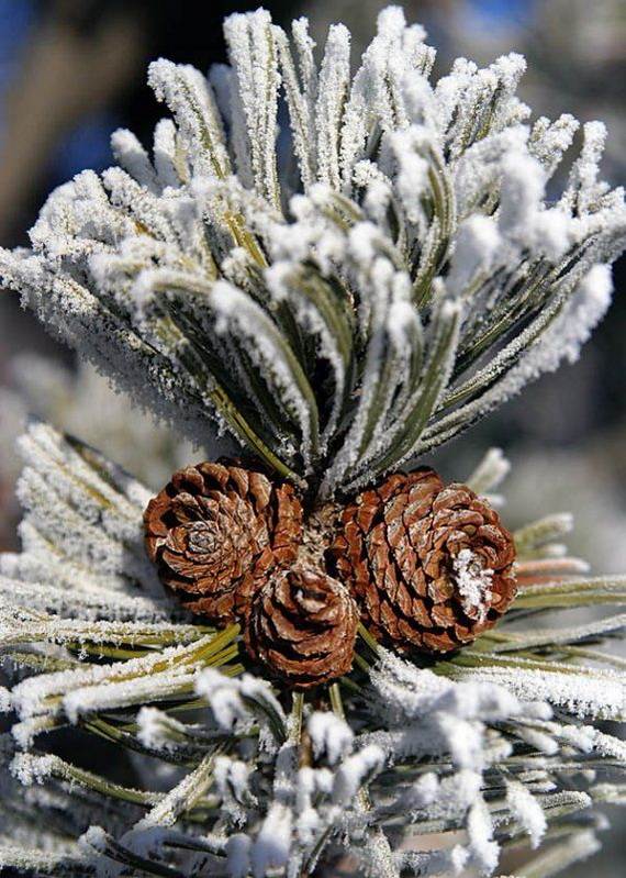 40-Awesome-Pinecone-Decorations-For-the-holidays-34