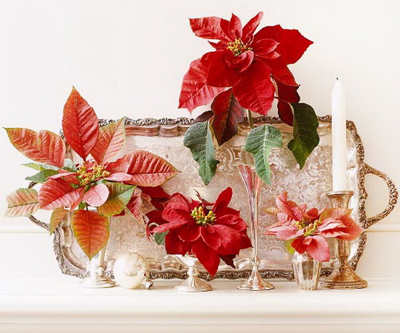 Decorate Christmas with 45 ideas poinsettias the holidays’ most loved plant_01