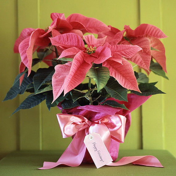 Decorate Christmas with 45 ideas poinsettias the holidays’ most loved plant_20