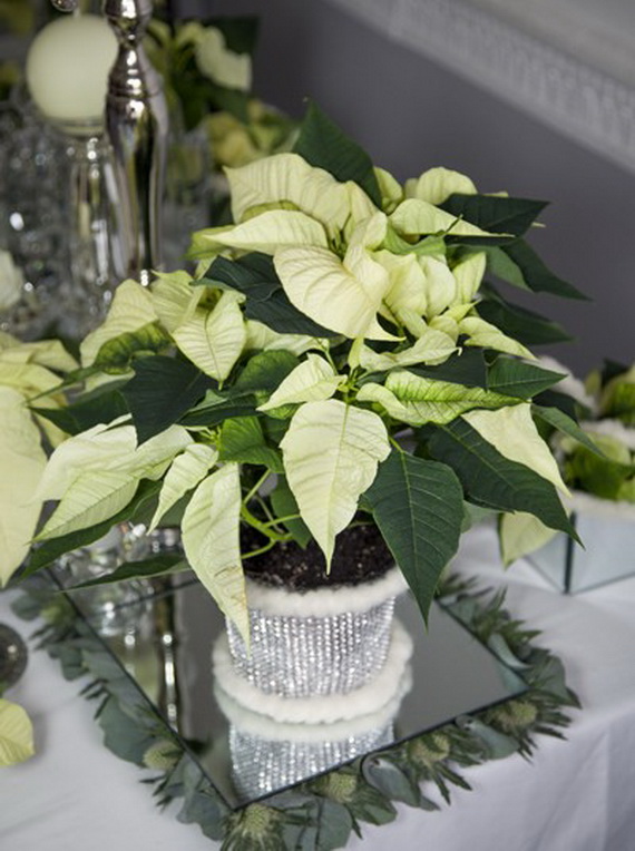 Decorate Christmas with 45 ideas poinsettias the holidays’ most loved plant_24
