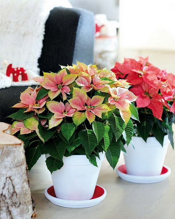 Decorate Christmas with 45 ideas poinsettias the holidays’ most loved plant_30