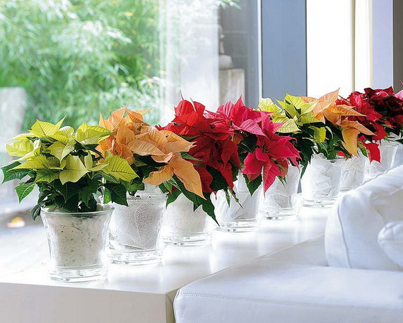 Decorate Christmas with 45 ideas poinsettias the holidays’ most loved plant_38