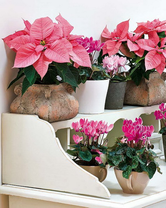 Decorate Christmas with 45 ideas poinsettias the holidays’ most loved plant_40