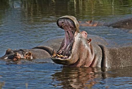 09-Hippopotamus-in-the-hippo-pool-Ngorongoro-crater-tanzania