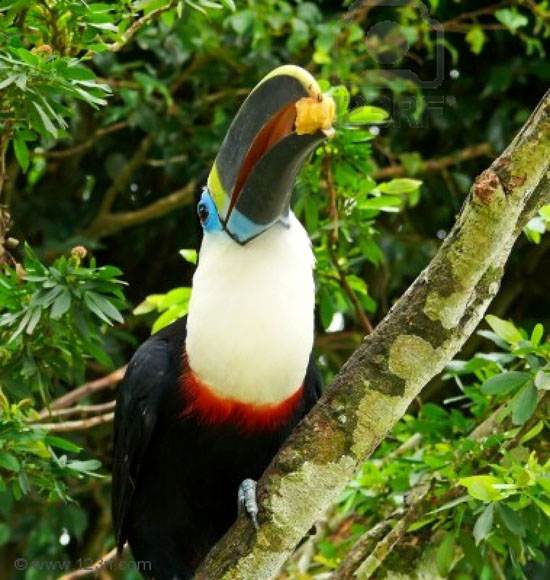 a-white-throated-toucan-photographed-in-the-amazon-rainforest-in-ecuador-he-is-eating-banana