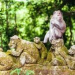 bali-ubud-monkey-forest