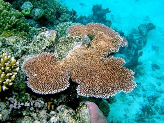 australia-great-barrier-reef-national-treasure-6