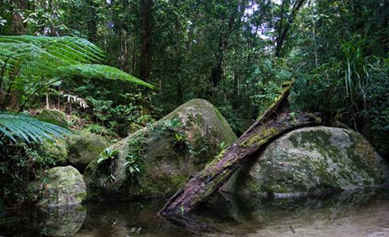 daintree-the-oldest-continuously-living-rain-forest-14
