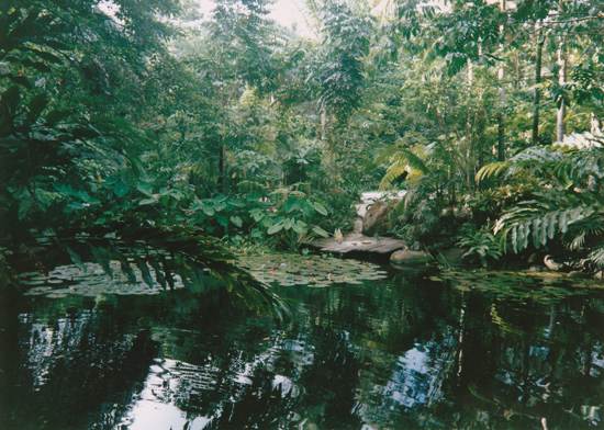 daintree-the-oldest-continuously-living-rain-forest-16