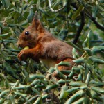 red-squirrel-in-holm-oak