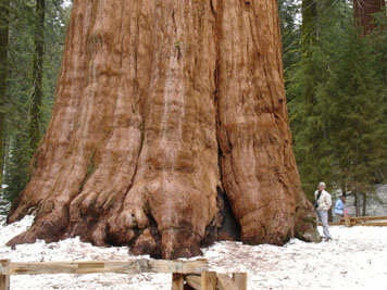 Traveling to California  General Sherman  Biggest Tree in the World