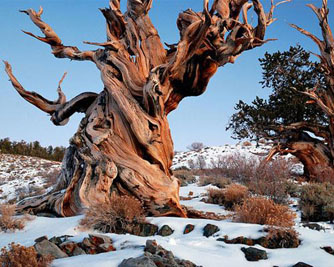 Traveling to California The Methuselah Tree The Oldest Tree in the World