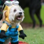 minions-dog-costume-