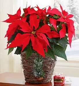 Traditional Christmas Gift Basket Idea | family holiday