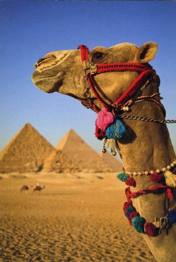 Christmas-Holidays-in-Egypt_12
