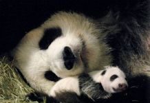 Mother Day &The Beauty Of Motherhood In The Animal Kingdom