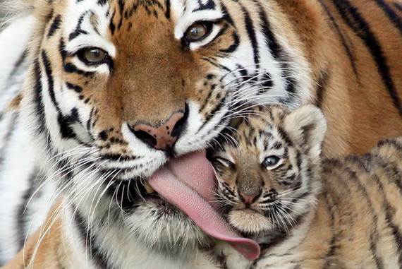 Mother-Day-The-Beauty-Of-Motherhood-In-The-Animal-Kingdom-_091