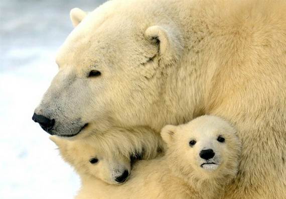 Mother-Day-The-Beauty-Of-Motherhood-In-The-Animal-Kingdom-_101