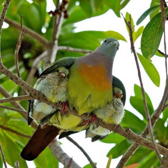 Mother-Day-The-Beauty-Of-Motherhood-In-The-Animal-Kingdom-_211