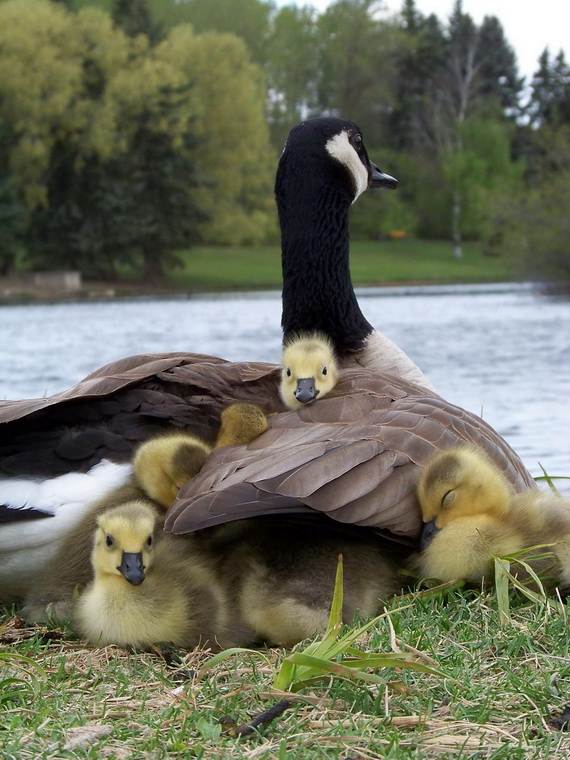 Mother-Day-The-Beauty-Of-Motherhood-In-The-Animal-Kingdom-_321