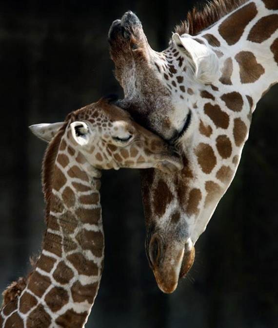 Mother-Day-The-Beauty-Of-Motherhood-In-The-Animal-Kingdom-_401