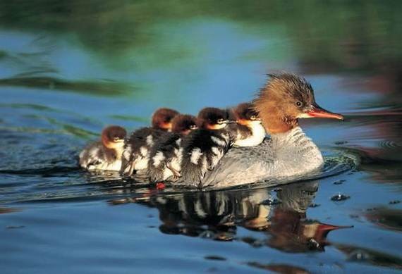Mother-Day-The-Beauty-Of-Motherhood-In-The-Animal-Kingdom-_501
