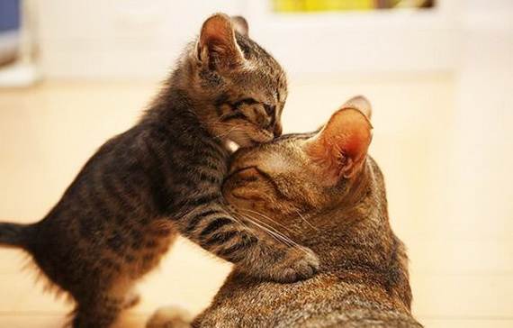 Mother-Day-The-Beauty-Of-Motherhood-In-The-Animal-Kingdom-_531