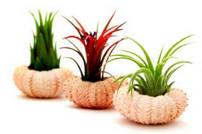 Unusual Air Plants – Home Decoration Inspiration Ideas and Gifts