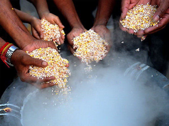 Pongal – Celebrating the Indian Harvest Festival_11
