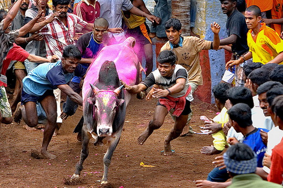 Pongal – Celebrating the Indian Harvest Festival_18
