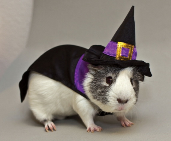 Unique and Beautiful Halloween Costumes Ideas for Pets_39