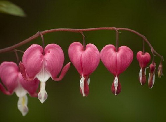 Lovely Hearts for your Valentine’s Day_28
